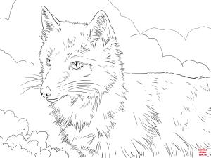 Tilki boyama sayfası, Foxes coloring page, , foxes swift fox portrait 