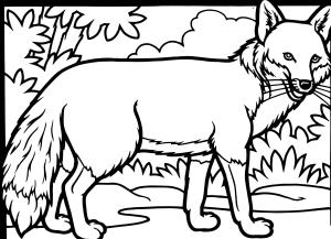 Tilki boyama sayfası, Foxes coloring page, , foxes red fox 