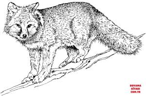 Tilki boyama sayfası, Foxes coloring page, , foxes realistic grey fox 