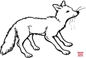 Tilki boyama sayfası, Foxes coloring page, , foxes vixen 