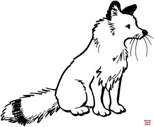 Tilki boyama sayfası, Foxes coloring page, , foxes red fox sit 