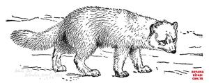Tilki boyama sayfası, Foxes coloring page, , foxes realistic arctic fox 