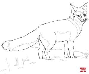 Tilki boyama sayfası, Foxes coloring page, , foxes swift fox 