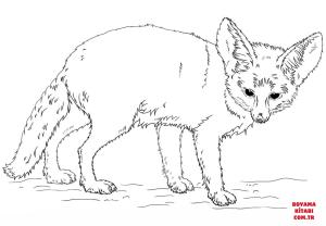 Tilki boyama sayfası, Foxes coloring page, , foxes fennec fox 