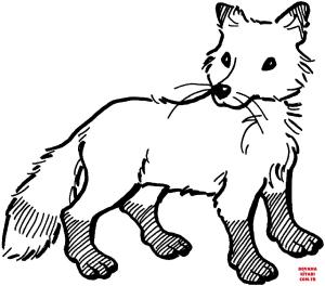 Tilki boyama sayfası, Foxes coloring page, , foxes red fox with white tip tail 