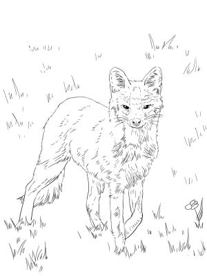 Tilki boyama sayfası, Foxes coloring page, , foxes north american grey fox 