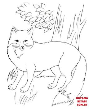 Tilki boyama sayfası, Foxes coloring page, , foxes red fox in the forest 
