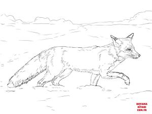 Tilki boyama sayfası, Foxes coloring page, , foxes red fox walking on snow 