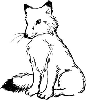 Tilki boyama sayfası, Foxes coloring page, , foxes red fox with black tail 