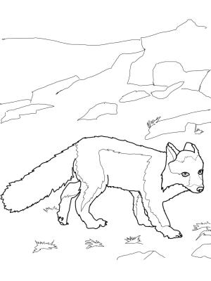 Tilki boyama sayfası, Foxes coloring page, , foxes polar fox 