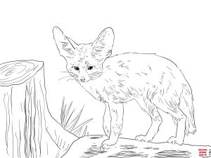 Tilki boyama sayfası, Foxes coloring page, , foxes north african fennec fox 