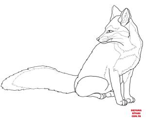 Tilki boyama sayfası, Foxes coloring page, , foxes north american gray fox 