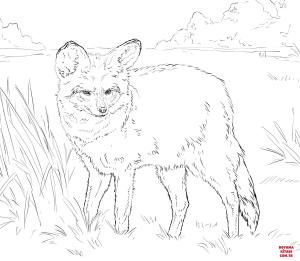 Tilki boyama sayfası, Foxes coloring page, , foxes bat eared fox 