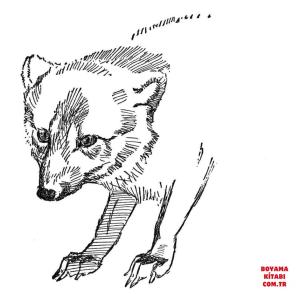 Tilki boyama sayfası, Foxes coloring page, , foxes face of arctic fox 