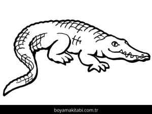 Timsah boyama sayfası – renkli çizimler, okul öncesi