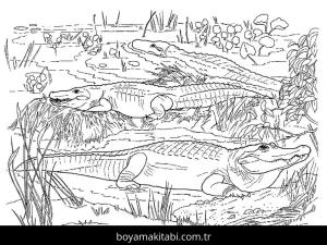 Timsah boyama sayfası – eğitici aktivite, yaratıcılık