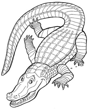 Timsah boyama sayfası,  coloring page, Basit Timsah, 