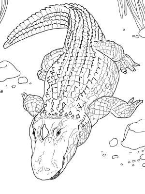 Timsah boyama sayfası,  coloring page, Timsah Ücretsiz Resimler, 