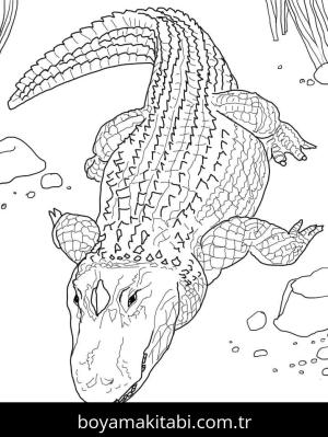 Timsah boyama sayfası – yaratıcılık, eğlenceli etkinlik