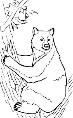 Tırmanma boyama sayfası,  coloring page, Kara Ayı Ağaca Tırmanıyor, 