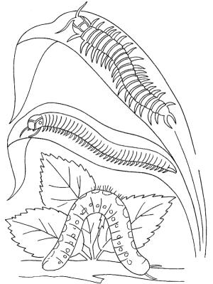 Tırtıl boyama sayfası,  coloring page, Tırtıl Ve Kırkayaklar, 