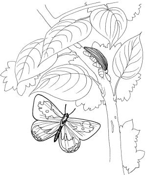 Tırtıl boyama sayfası,  coloring page, Kelebekli Tırtıl, 