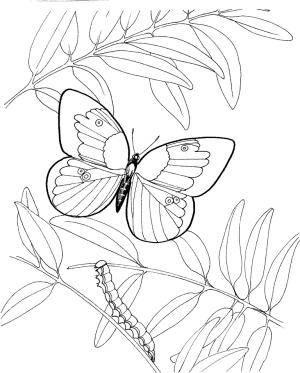 Tırtıl boyama sayfası,  coloring page, Tırtıl Ve Kelebek, 