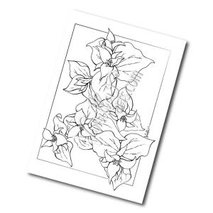 Trilyum boyama sayfası,  coloring page, Trillium Çiçek Kutusu, 