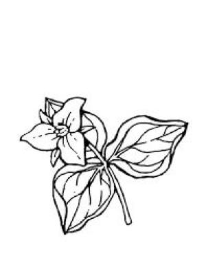 Trilyum boyama sayfası,  coloring page, Temel Trillium, 