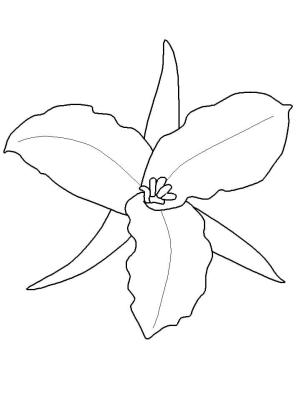 Trilyum boyama sayfası,  coloring page, Trillium Grandiflorum, 