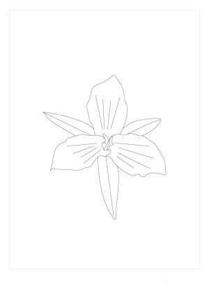 Trilyum boyama sayfası,  coloring page, Normal Trilyum, 