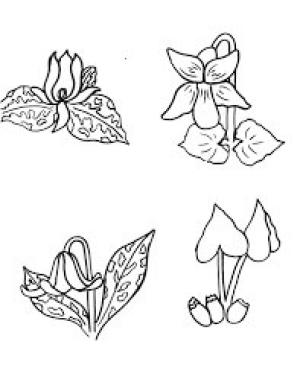 Trilyum boyama sayfası,  coloring page, Tremont Enstitüsü, 