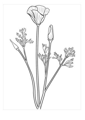 Trilyum boyama sayfası,  coloring page, Mükemmel Trillium, 