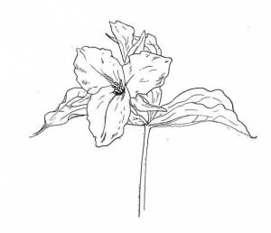 Trilyum boyama sayfası,  coloring page, Müthiş Trillium, 