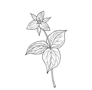 Trilyum boyama sayfası,  coloring page, Trillium Beth Kökü, 