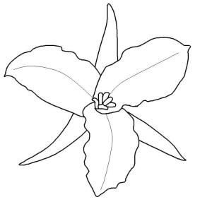 Trilyum boyama sayfası,  coloring page, Etiketli Beyaz Trillium, 