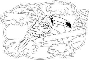 Tukan boyama sayfası,  coloring page, Tukan Kuşu, 