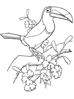 Tukan boyama sayfası,  coloring page, Toucan Kuş Tırmanma Ağacı, 