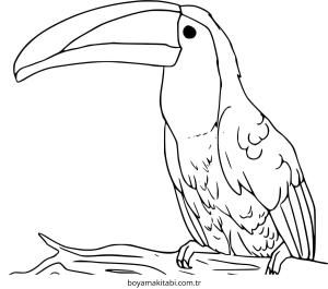 Tukan boyama sayfası – evde etkinlik, ücretsiz yazdır