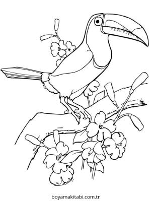 Tukan boyama sayfası – çocuk aktivitesi, PDF indir