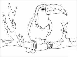 Tukan boyama sayfası,  coloring page, Daldaki Toucan Kuşu, 