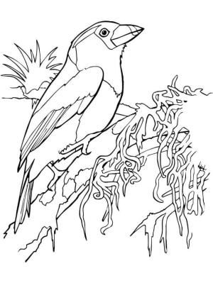 Tukan boyama sayfası,  coloring page, Barbet Tukan, 