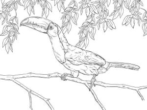 Tukan boyama sayfası,  coloring page, Gerçekçi Omurga Gagalı Toucan, 