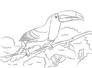 Tukan boyama sayfası,  coloring page, Omurga Gagalı Toucan Tünemiş, 