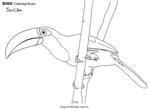 Tukan Boyama