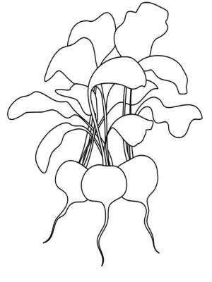 Turp boyama sayfası,  coloring page, Üç Kırmızı Turp, 