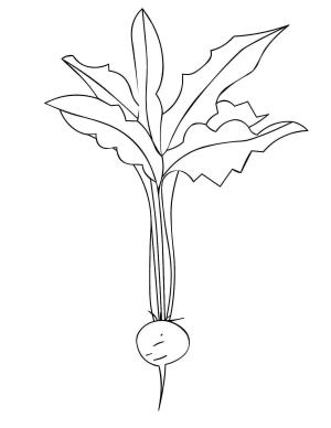 Turp boyama sayfası,  coloring page, Yaprak ile Turp, 