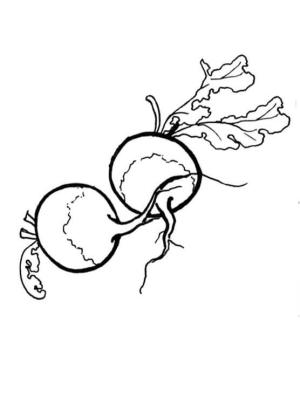 Turp boyama sayfası,  coloring page, Turp Güzel, 