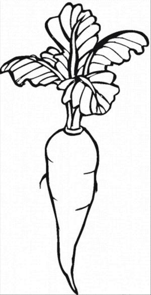 Turp boyama sayfası,  coloring page, Iyi Turp, 