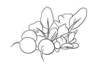 Turp boyama sayfası,  coloring page, Güzel Turp, 